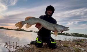 Northern Pike