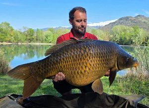 Common Carp