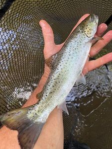 Sea Trout