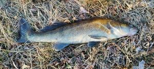 Zander