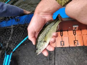 Largemouth Bass