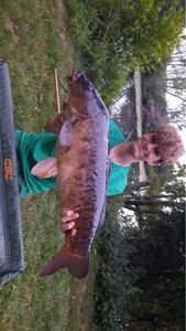 Mirror Carp