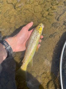 Brown Trout