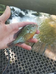 Green Sunfish