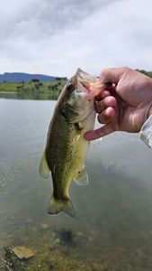 Largemouth Bass