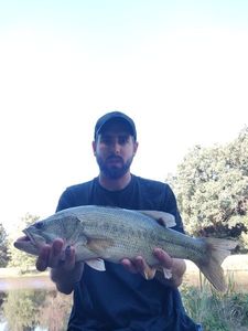 Largemouth Bass