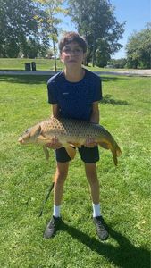 Common Carp