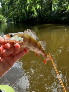 European Perch