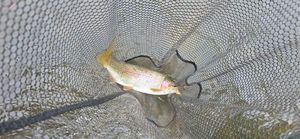 Rainbow Trout