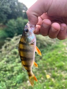 European Perch