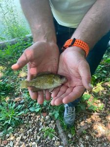 Rock Bass