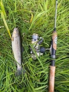 Brown Trout