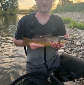 Brown Trout