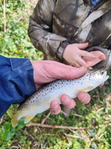 Brown Trout
