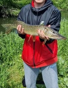 Northern Pike