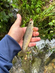 Brown Trout