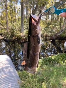 Bowfin