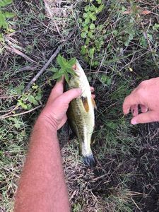 Largemouth Bass