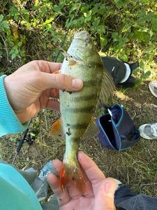 European Perch
