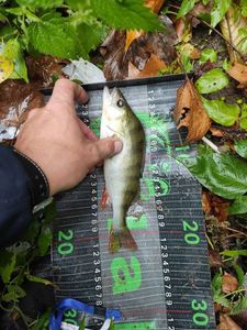 European Perch