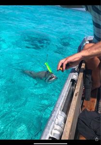 Great Barracuda