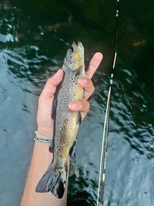 Brown Trout