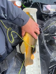 Ballan Wrasse