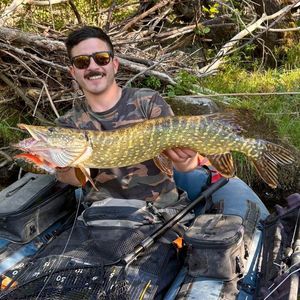Northern Pike