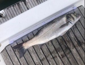 European Bass (Seabass)