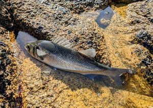 European Bass (Seabass)