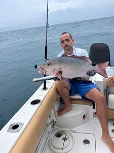 African Red Snapper