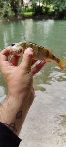 European Perch