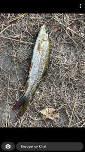 Barbel