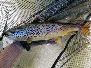 Brown Trout