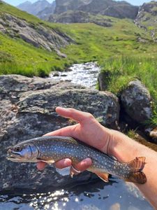 Brook Trout