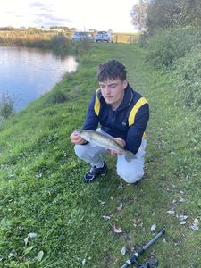 Zander