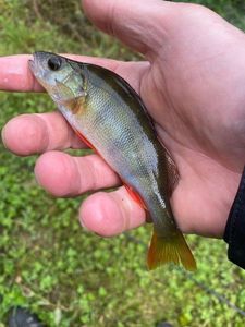 European Perch