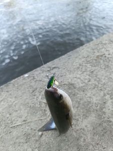 Flathead Grey Mullet