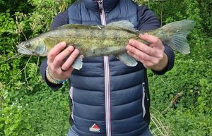 Zander
