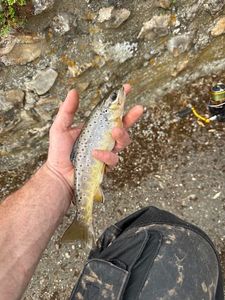 Brown Trout