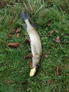 Northern Pike