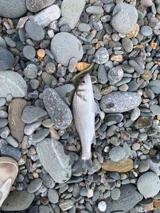 European Bass (Seabass)