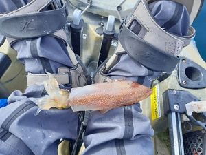 European Squid