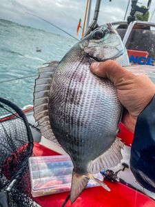 Black Seabream