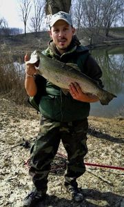 Rainbow Trout