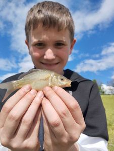Mirror Carp