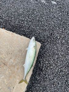 Chub Mackerel