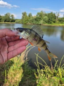 European Perch
