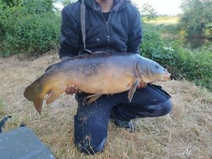 Mirror Carp