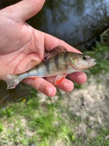 European Perch